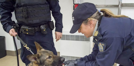 RCMP dog handler leans down to give dog the scent of fentanyl (Image Credit: RCMP)