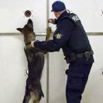RCMP dog jumps on scent wall (Image Credit: RCMP)