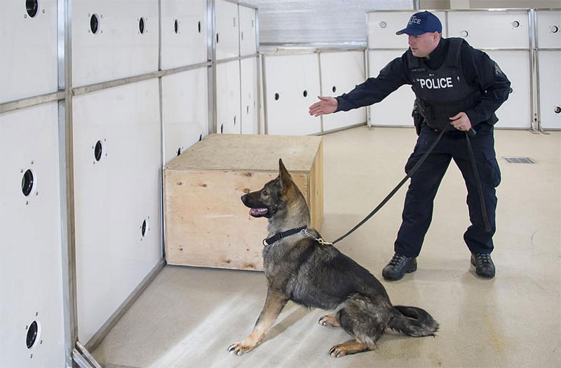 RCMP dog handler leans down to give dog the scent of fentanyl (Image Credit: RCMP)