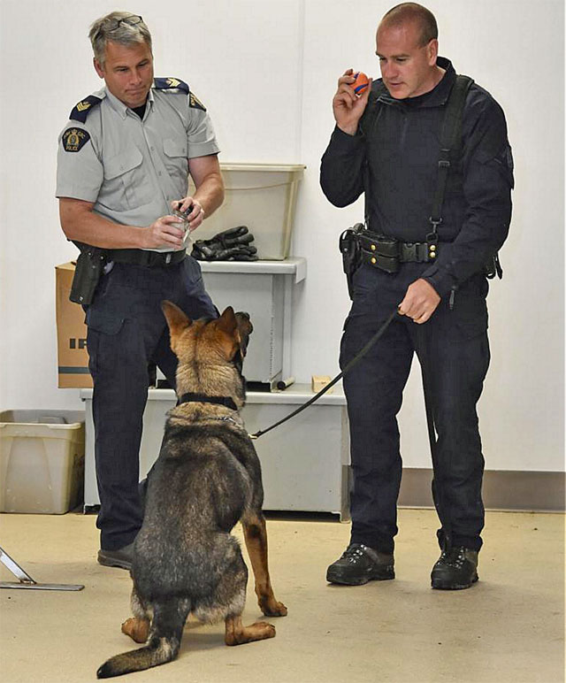 RCMP dog sitting in front of uniformed trainers (Image Credtit: RCMP)