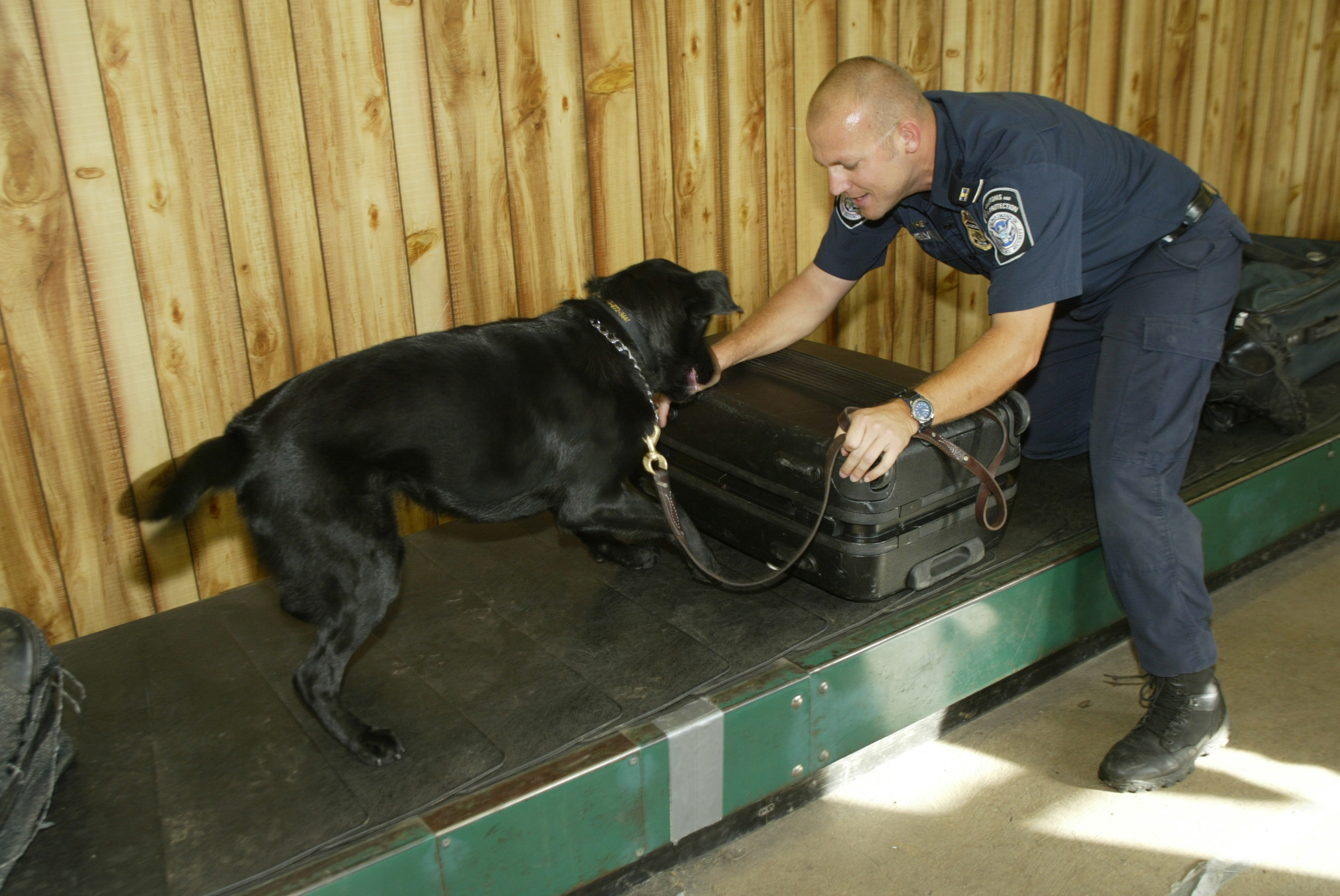 Canines are trained in environments that simulate where they will work. Here a handler trains a canine on a baggage belt. (Image Credit : James Tourtellotte, CBP)