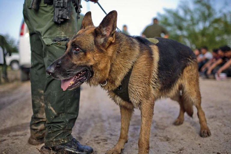 Border, Disasters & More: Critical K9 Contributions to DHS (Multi-Video ...