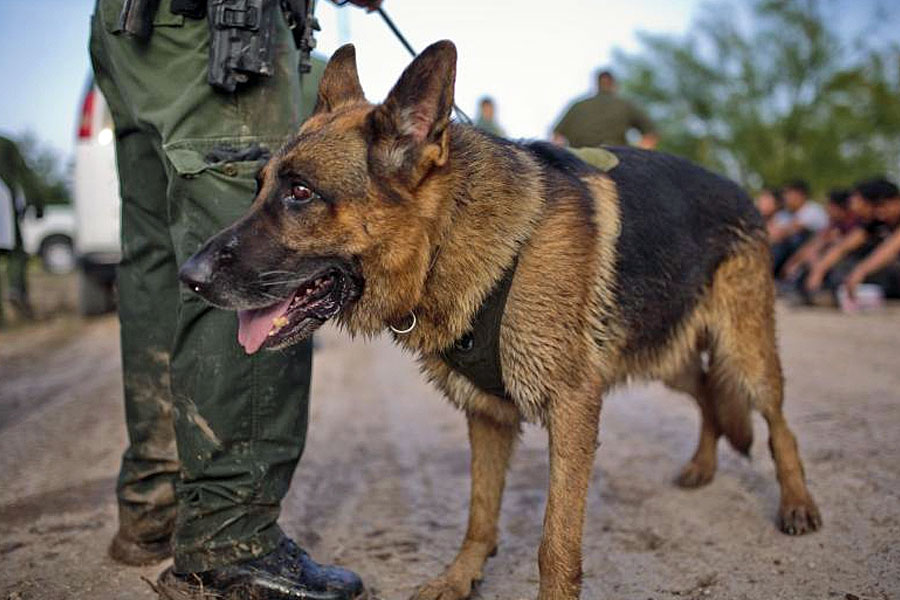 CBP Canine