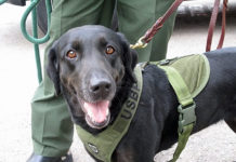 “From the Border to Disasters and Beyond: Critical Canine Contributions to the DHS Mission” (Image Credit: DHS S&T)