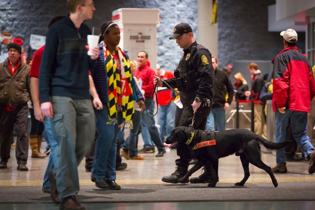 Canines are trained in environments that simulate where they will work. Here a handler trains a canine on a baggage belt. (Courtesy of the CBP)