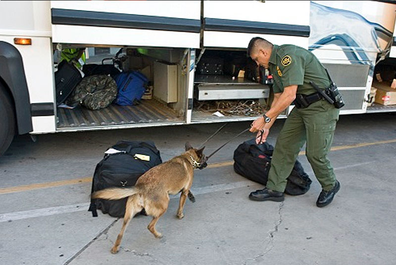 DHS S&T Canine