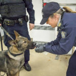 RCMP-dog-handler-leans-down-to-give-dog-the-scent-of-fentanyl-1068×819