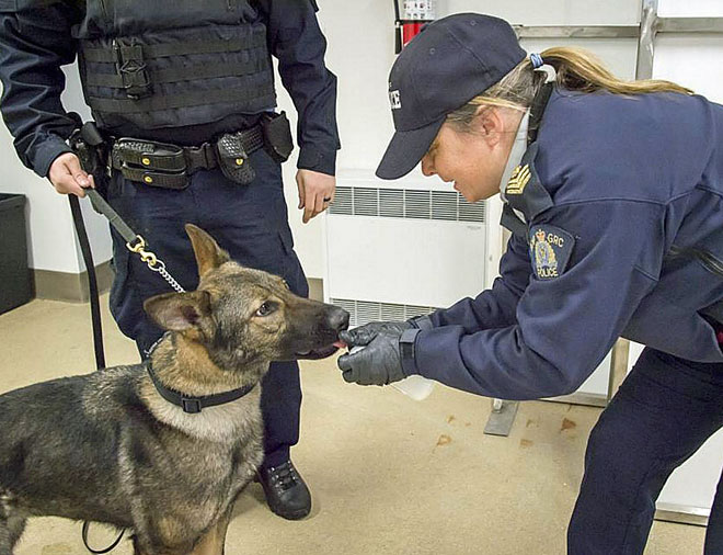 RCMP dog handler leans down to give dog the scent of fentanyl (Image courtesy of the RCMP)