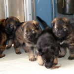It’s a sure sign spring is coming when the RCMP sends out its annual invitation for children to help name the German shepherd puppies that the Mounties will train as police dogs. (Image courtesy of the RCMP)