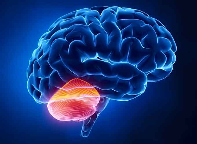 In the human brain, the cerebellum receives sensory information and coordinates voluntary movements, resulting in smooth and balanced muscular activity. The Veracity “Cerebellum” platform is designed to serve a similar function for industrial networks, providing a system level approach that responds to sensory data and orchestrates the pre-designed production process response. (Image courtesy of Stanford University)