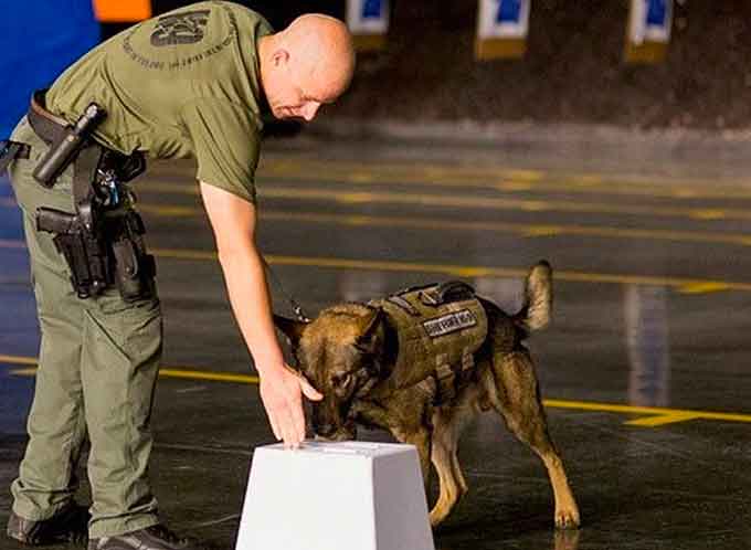 Pure explosive molecules enable training and assessment of canine teams, multiple sensor-based detection technologies, and security operations protocols.