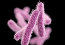New data suggest that the containment strategy can prevent thousands of difficult-to-treat or potentially untreatable infections, including high-priority threats such as Candida auris and the ‘Nightmare bacteria’ carbapenem-resistant Enterobacteriaceae (CRE).