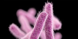 New data suggest that the containment strategy can prevent thousands of difficult-to-treat or potentially untreatable infections, including high-priority threats such as Candida auris and the ‘Nightmare bacteria’ carbapenem-resistant Enterobacteriaceae (CRE).