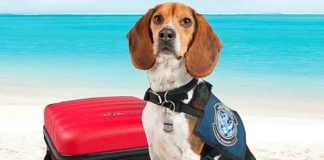 CBP agriculture canine teams provide screening at the border crossings, preclearance locations, air passenger terminals, cruise terminals, cargo warehouses, and mail facilities that process international passengers and commodities. (Courtesy of CBP)