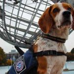 CBP-beagle-Jasper