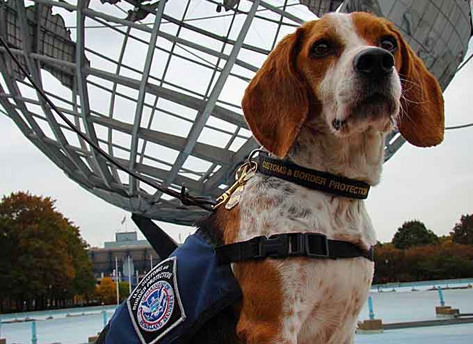 CBP Beagle Jasper. (Courtesy of CBP)