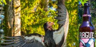 “We are happy to support the recovery effort of the California condor by brewing a beer for the Oregon Zoo,” says Rogue President Brett Joyce.