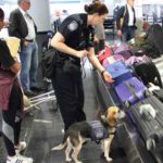 This-four-legged-friend-has-his-dream-job.-Frodo,-CBP-canine-works-at-Chicago-O’Hare-finding-unwanted-agriculture.