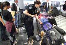 This four-legged friend has his dream job. Frodo, CBP canine works at Chicago O’Hare finding unwanted agriculture. (Courtesy of CBP)