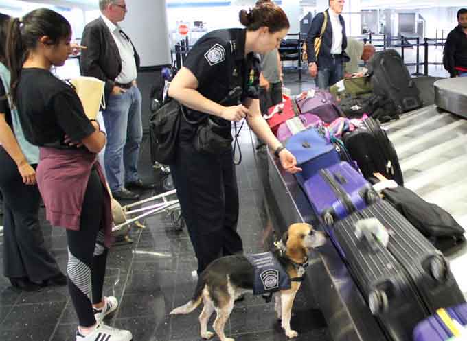 This four-legged friend has his dream job. Frodo, CBP canine works at Chicago O’Hare finding unwanted agriculture. (Courtesy of CBP)