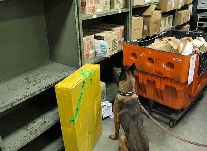 One of Chicago O'Hare's Narcotics Detection Dogs goes into a sit position after identifying a package that contains narcotics. There are 32 dog teams assigned to the Chicago Field Office.