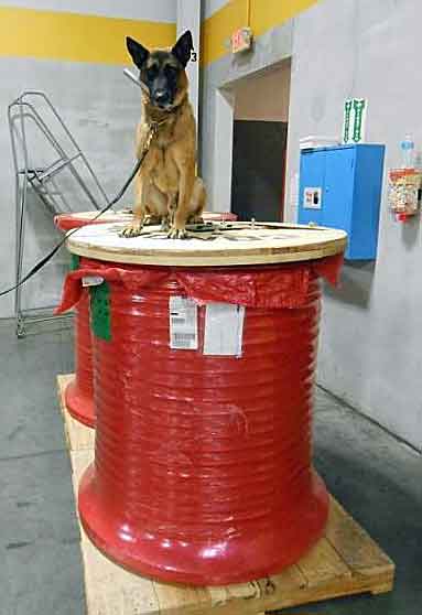 K9 Freddy sits on top of this cable drum which contained more than 1,000 lbs. of marijuana. CBP K9s are another line of defense helping to protect the United States. (Courtesy of CBP)