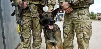 The animal was said to have leapt to the defence of the struggling British soldiers, tearing the throat of on gunman who was firing at the patrol. It then turned on two other jihadis, leaving them seriously injured before the other six ambushers all fled. (Courtesy of PA and YouTube)