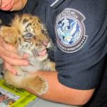 Tiger-cub-found-during-CBP-inspection-in-passenger-vehicle-at-Otay-Mesa