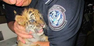 Tiger cub found during CBP inspection in passenger vehicle. (Courtesy of CBP)