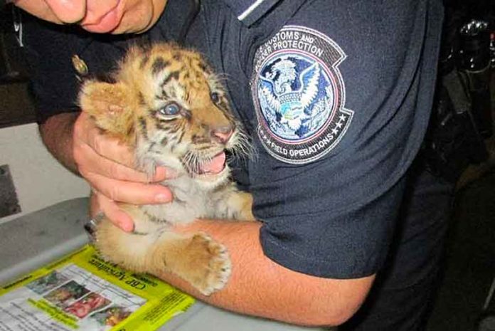Tiger cub found during CBP inspection in passenger vehicle. (Courtesy of CBP)
