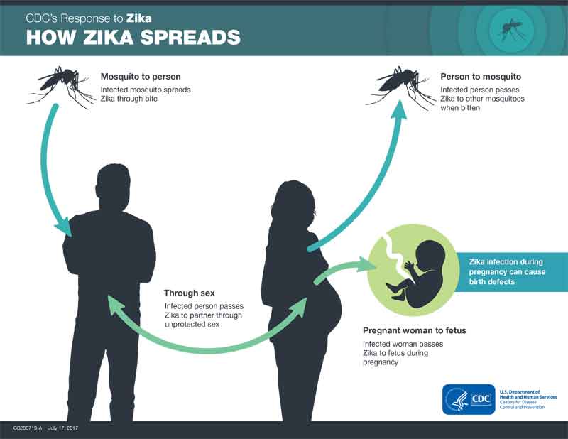 how zika spreads