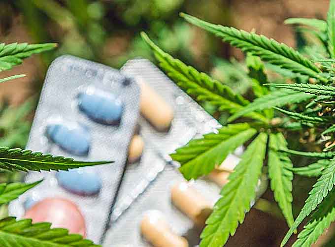 The latest in a number of studies which demonstrates a link between medical marijuana legalization and lower opioid use rates was recently released by the University of California San Diego and Weill Cornell Medical College, and published in the journal Addiction