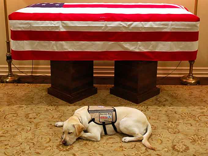 Former President George H.W. Bush's service dog Sully, lies before his casket in Houston on Sunday. The 41st president died Friday at the age of 94.(Courtesy of Jim McGrath via Twitter)