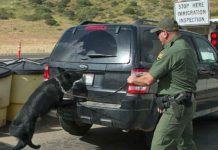 A Border Patrol K-9 alerted to the vehicle, and agents conducted a search of interior compartments, discovering 57 packages of suspected narcotics which tested positive for cocaine, fentanyl, and heroin concealed under the floorboard. (Courtesy of the CBP)