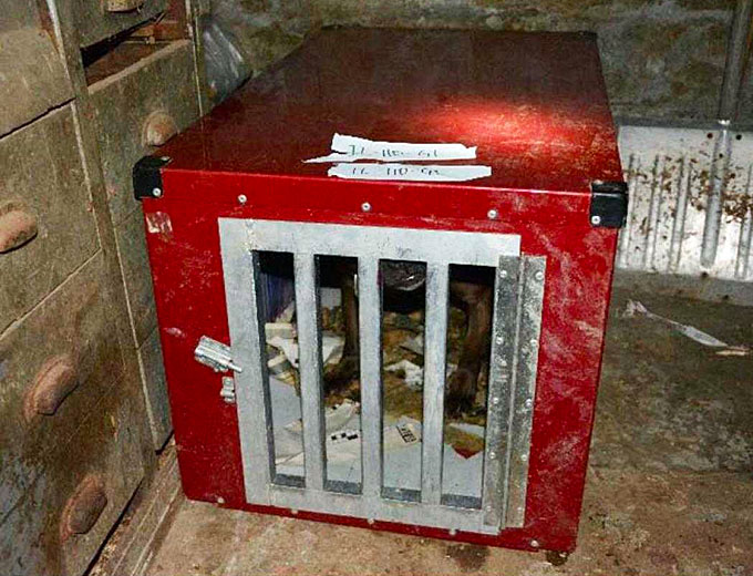 A dog recovered from an Illinois dogfighting ring was kept in a container in the basement of a residence that was part of an FBI task force investigation in 2016. (Courtesy of the Federal Bureau of Investigation)