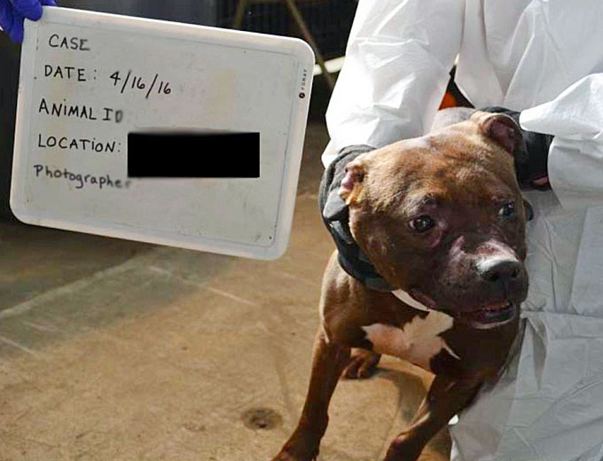 A pit bull terrier recovered during the operation had six puppies shortly after her rescue. She had to be euthanized, but the puppies were put up for adoption in a timely manner thanks to civil forfeiture laws aimed at animal welfare. (Courtesy of the Federal Bureau of Investigation)
