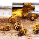 Bees Toxic Pesticides