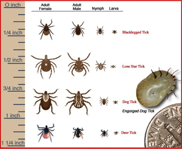 Ticks That Commonly Bite Humans, according to the Centers for Disease Control and Prevention (CDC)