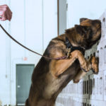 msa security canine program