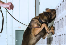 Through an agreement with Shallow Creek Kennels, MSA expands its capabilities to address the rising active shooter threat, with the introduction of Firearms Detection Canines to provide clients with an incredibly effective, versatile, and dynamic solution to aid in the deterrence and detection of concealed firearms. (Courtesy of MSA Security)