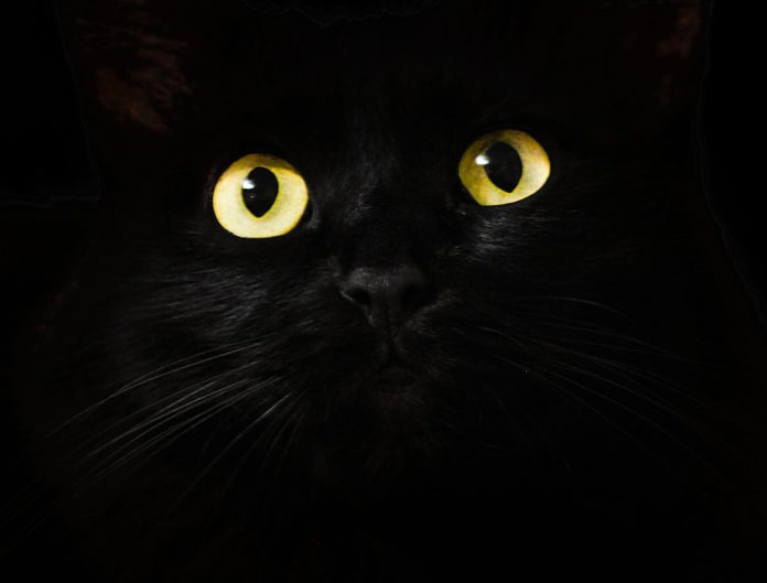 blackcat pixabay