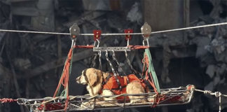 Riley the Golden Retriever assisted in the 9/11 search and rescue efforts. He was trained to find live people and helped recover several bodies of firefighters. (Courtesy of YouTube)
