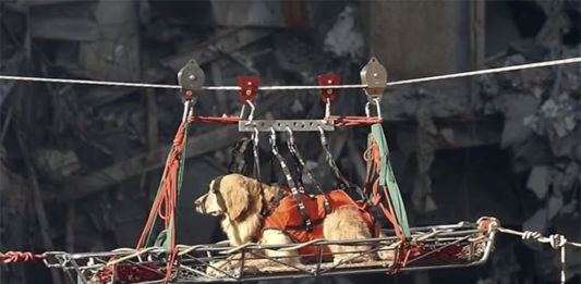 Riley the Golden Retriever assisted in the 9/11 search and rescue efforts. He was trained to find live people and helped recover several bodies of firefighters. (Courtesy of YouTube)